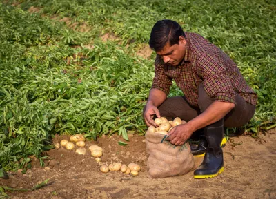 Potato Farming Guide