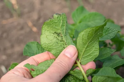 Integrated Pest Management (IPM) in potato crops after sowing