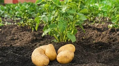 Top 10 Seed Selection Points for Processing Potatoes