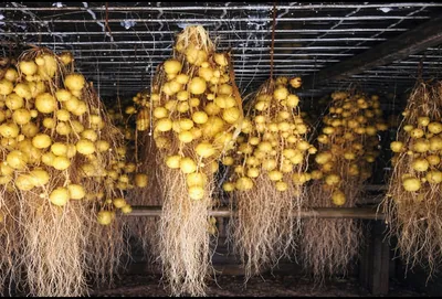 Minitubers: The Future of High-Yield Potato Farming