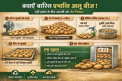Protecting Rain-Affected Potato Seed: A Practical Post-Harvest Guide