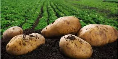How to Reduce Fertilizer Cost Without Reducing Potato Yield!