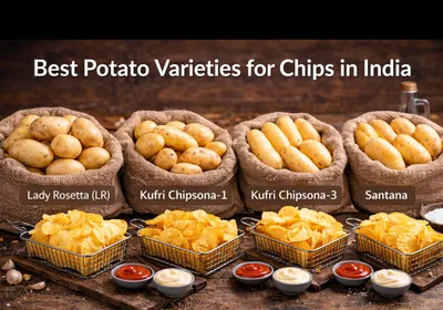 Best Potato Varieties for Chips in India