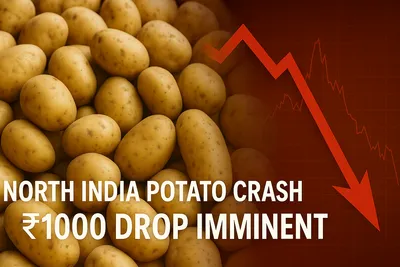 North India Potato Crash: ₹1000 Drop Imminent