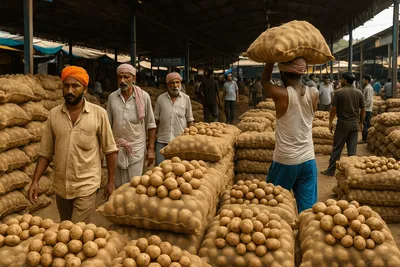 Potato Wholesale Prices Across Major Indian Markets