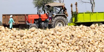 Gujarat Emerges as 4th Largest Potato Producer in India