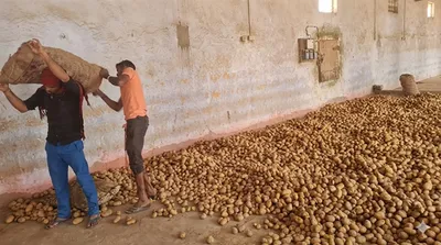 Potato Prices Drop 29% YoY Eases Thali Costs