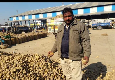 UP Potato Markets Under Pressure as Fresh Arrivals Increase