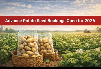 Haldiram-SK Group Venture Opens Advance Potato Bookings for 2026