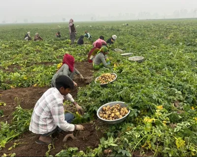 Potato Crisis: Haryana Farmers Face Financial Ruin Amid Falling Prices and Unpaid Relief