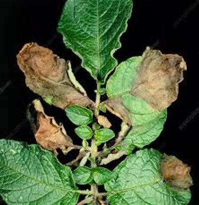 CROP ALERT: Late Blight Threat Looms Over Punjab & Bihar Amid Fog