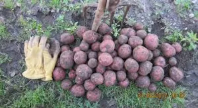 Bihar Government Launches Lady Rosetta Potato Cultivation Scheme with 75% Subsidy
