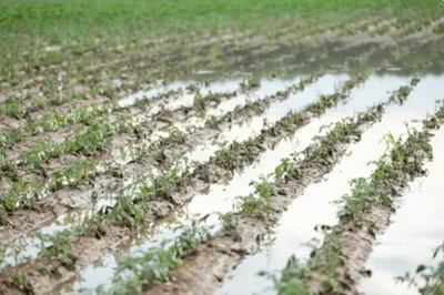 Winter Rains Break Dry Spell, Sparking Blight Alert for Potato Growers