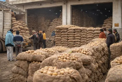 Heavy harvests and rising cold storage inflows amid weak mandi demand are pressuring potato prices.
