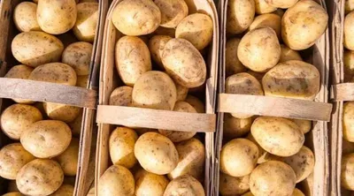 Global Potato Market Watch: Record European Harvest Creates Supply Glut.