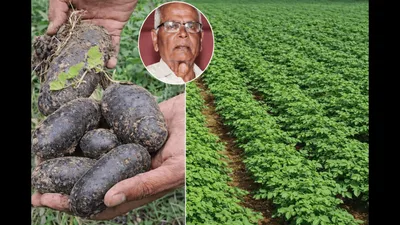 Farmer Grows American Black Potato Variety in Bihar