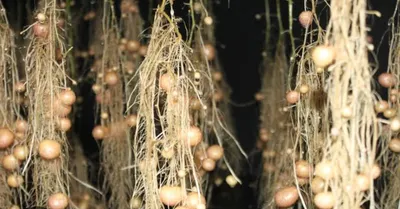 UniAgri Biosciences Achieves ISO 9001:2015 Certification from SGS