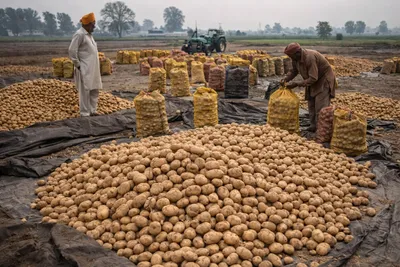 Punjab Seed Potato Crisis Deepens as Prices Crash Again