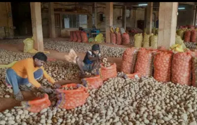 Bumper Crop Pushes Potato Prices to ₹3.50/kg in West Bengal, Farmers Face Heavy Losses