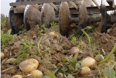 Potato Prices Crash to ₹1/kg in Punjab, Farmers Forced to Destroy Crop