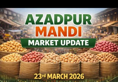 Azadpur Mandi Market Update: Rainy Morning Slows Trading Amidst Steady Arrivals (March 23, 2026)